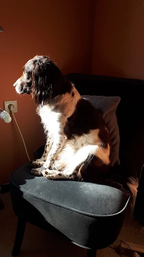 Pippa