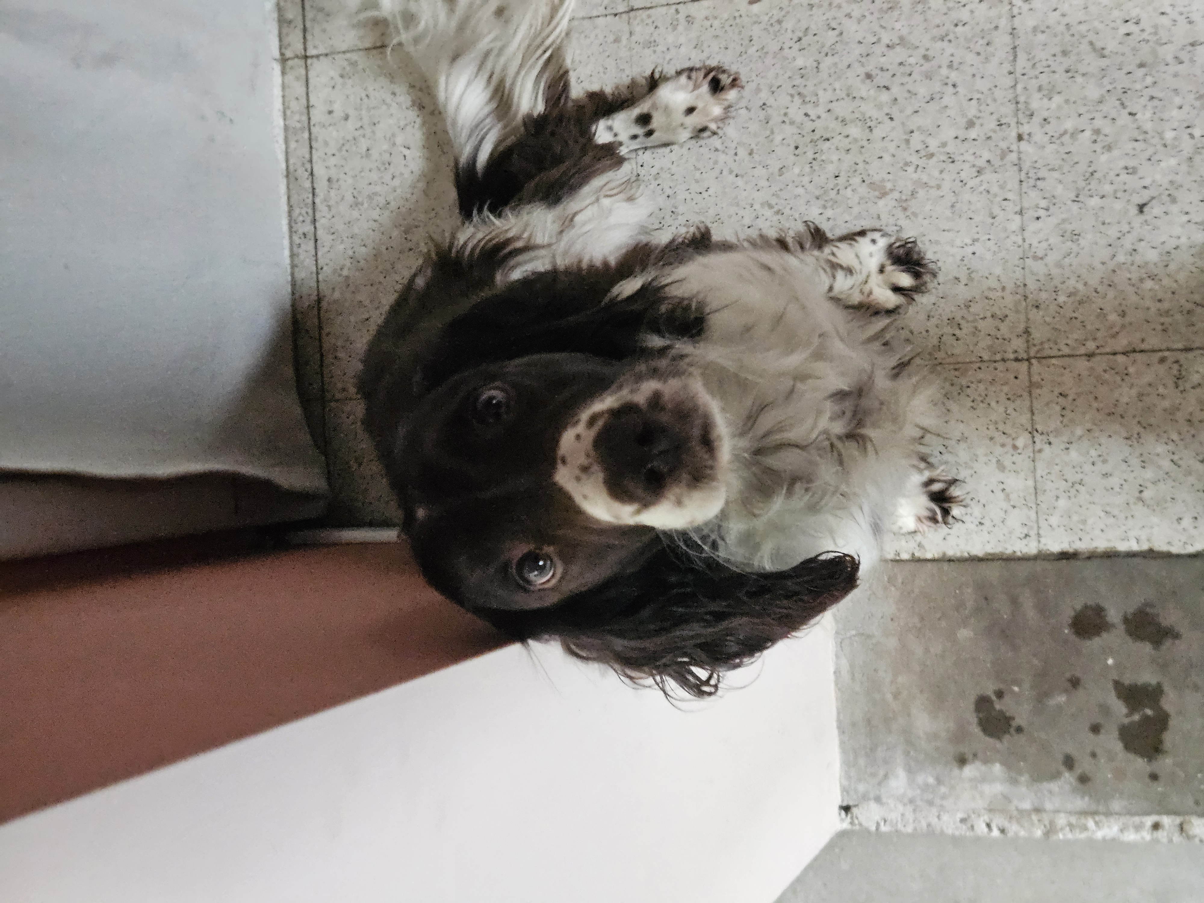 Pippa