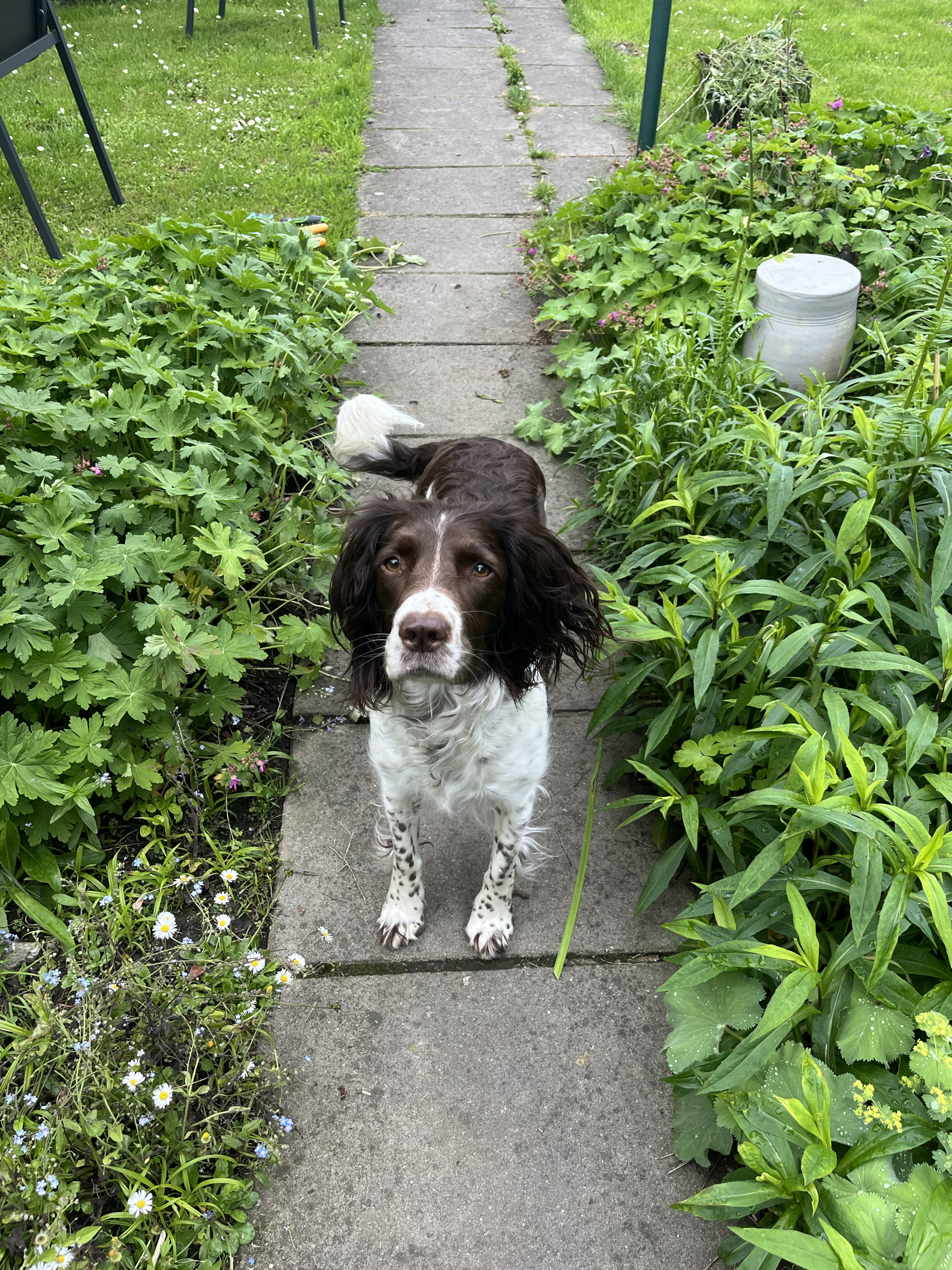 Pippa